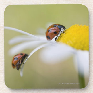 Ladybugs on a oxeye daisy, Biei, Hokkaido, Untersetzer