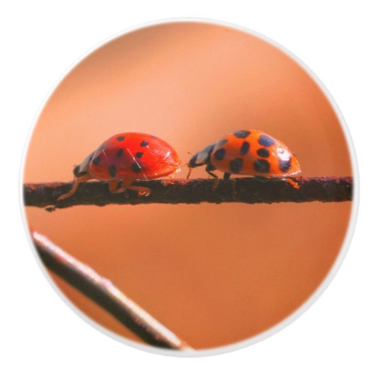 Ladybugs Play folgen dem Nahen Führer Keramikknauf (Vorderseite)