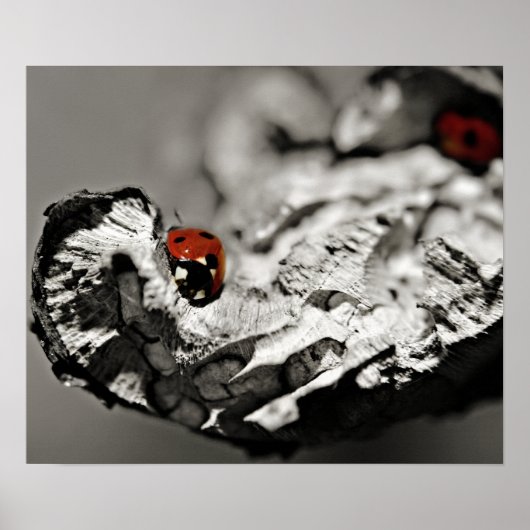 Ladybugs Poster (Vorne)