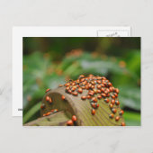 Ladybugs Postkarte (Vorne/Hinten)