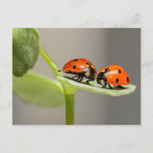 Ladybugs Postkarte