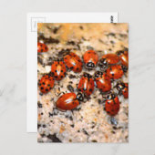 Ladybugs Postkarte (Vorne/Hinten)