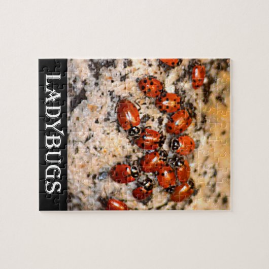 Ladybugs Puzzle (Horizontal)