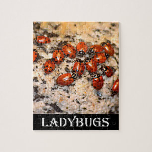 Ladybugs Puzzle