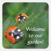 LADYBUGS ~ Square Sticker (Vorderseite)
