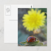 Ladybugs Weltpostkarte Postkarte (Vorne/Hinten)