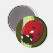 Ladykäfermagnet Magnet (Vorderseite/Rückseite)