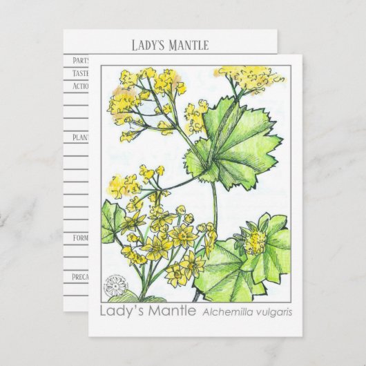 Lady's Mantle Materia Medica Monograph Postkarte (Vorne/Hinten)