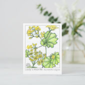Lady's Mantle Materia Medica Monograph Postkarte (Stehend Vorderseite)