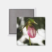 Lady's Slipper #8299 Magnet (Vorderseite/Rückseite)