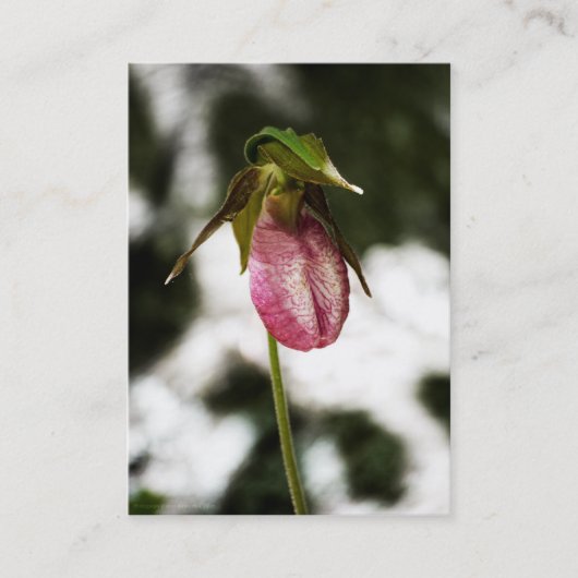 Lady's Slipper #8299 Mini Print Visitenkarte (Vorderseite)
