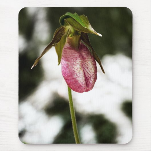 Lady's Slipper #8299 Mousepad (Vorne)