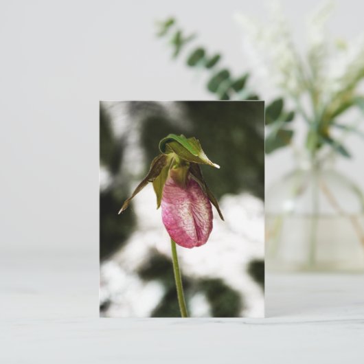 Lady's Slipper #8299 Postkarte (Stehend Vorderseite)