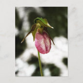 Lady's Slipper #8299 Postkarte (Vorderseite)
