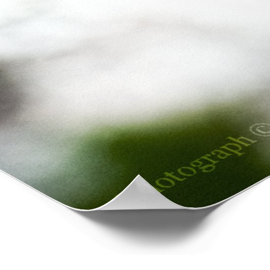 Lady's Slipper #8299 Print Poster (Ecke)