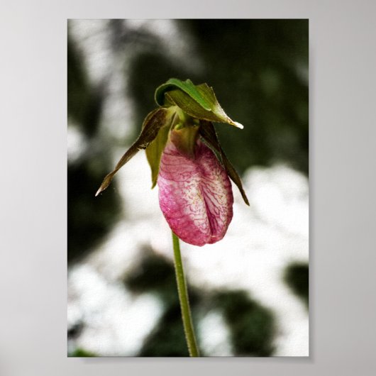 Lady's Slipper #8299 Print Poster (Vorne)