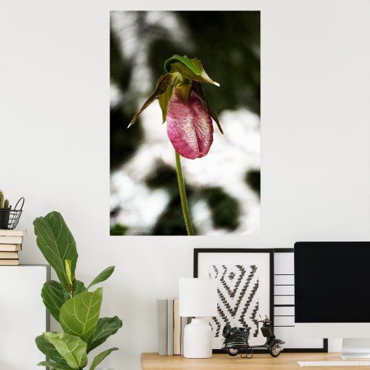 Lady's Slipper #8299 Print Poster (Heimbüro)