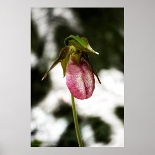 Lady's Slipper #8299 Print Poster