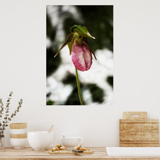 Lady's Slipper #8299 Print Poster (Küche)