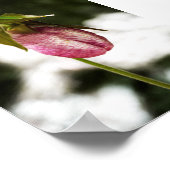 Lady's Slipper #8299 Print Poster (Ecke)