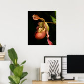 Lady's-Slipper Orchid Art Print -20x24 - oder klei Poster (Heimbüro)