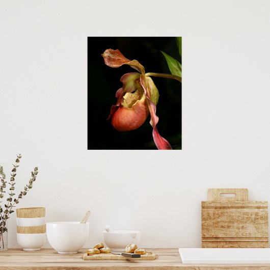 Lady's-Slipper Orchid Art Print -20x24 - oder klei Poster (Küche)