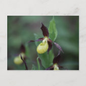 Ladys slipper Orchid (Cypripedium calceolus) Postkarte (Vorderseite)