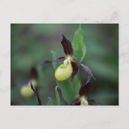 Ladys slipper Orchid (Cypripedium calceolus) Postkarte (Vorderseite)