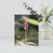 Lady's Thumb Pink Wildblume Floral Postcard Postkarte (Stehend Vorderseite)
