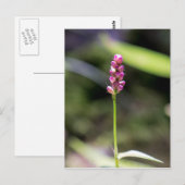 Lady's Thumb Pink Wildblume Floral Postcard Postkarte (Vorne/Hinten)