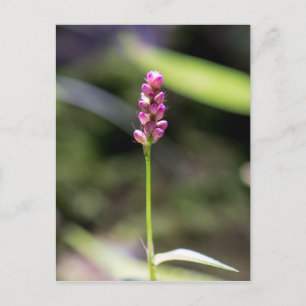 Lady's Thumb Pink Wildblume Floral Postcard Postkarte