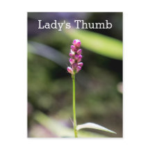 Lady's Thumb Pink Wildblume Floral Postcard