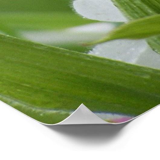 Ladyslipper im Regen Poster (Ecke)