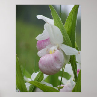Ladyslipper im Regen Poster