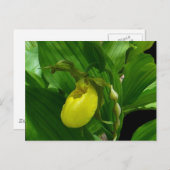 Ladyslipper Postkarte (Vorne/Hinten)