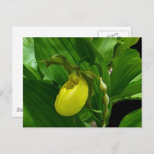 Ladyslipper Postkarte (Vorne/Hinten)