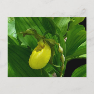 Ladyslipper Postkarte