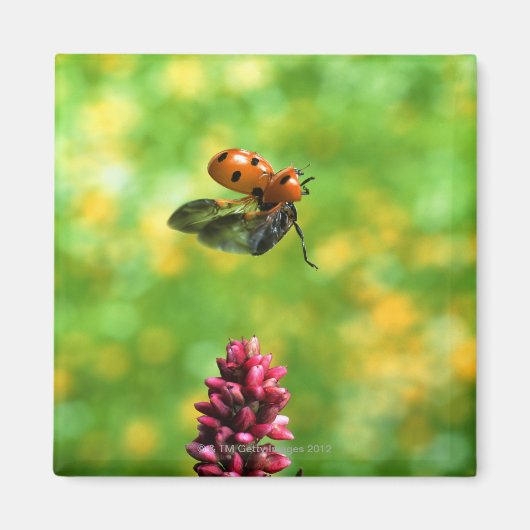 Ladyvogel Magnet (Vorne)