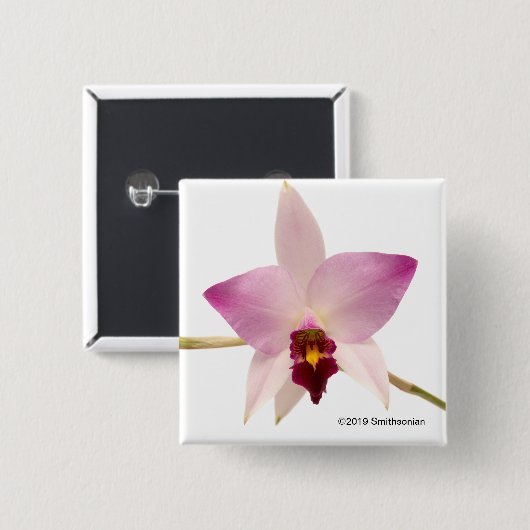 Laelia Ancep Button (Vorne & Hinten)