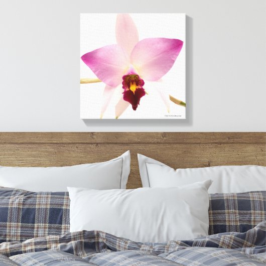 Laelia Ancep Leinwanddruck (Insitu (Schlafzimmer))