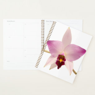 Laelia Ancep Planer