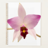 Laelia Ancep Planer (Vorderseite)