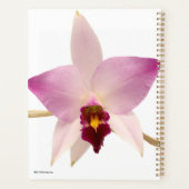Laelia Ancep Planer (Rückseite)
