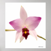 Laelia Ancep Poster (Vorne)
