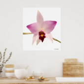 Laelia Ancep Poster (Küche)