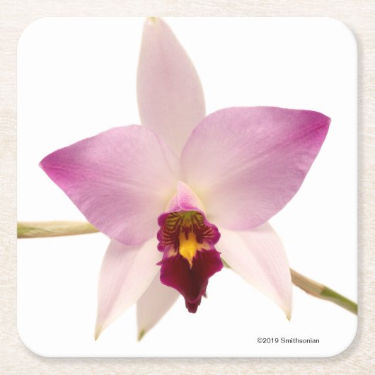 Laelia Ancep Rechteckiger Pappuntersetzer (Vorderseite)