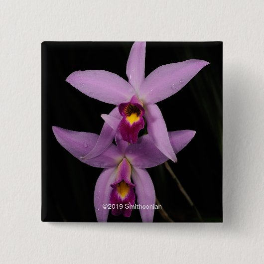 Laelia Anceps Button (Vorderseite)