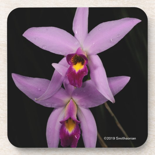 Laelia Anceps Getränkeuntersetzer (Vorderseite)