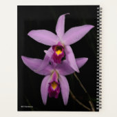 Laelia Anceps Planer (Rückseite)