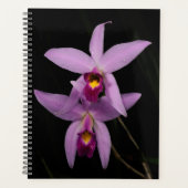 Laelia Anceps Planer (Vorderseite)